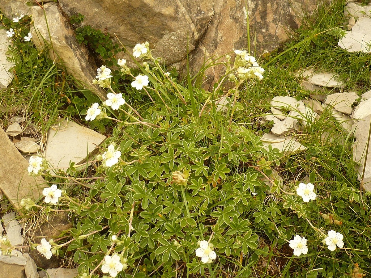 Potentilla alchimilloides (Rosaceae)